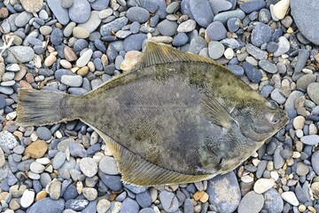 Fresh catch of the yellowfin sole ( Limanda aspera ) on the beach. Sea of Okhotsk. Khabarovsk Krai, far East, Russia.