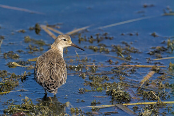 Ruff (Philomachus pugnax), Crete, Greece