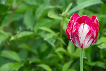 Red tulip bud on background of green leaves in garden