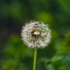 Fototapeta premium Ripe dandelion in green meadow