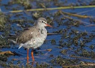 Spotted Redshank (Tringa erythropus), Crete 