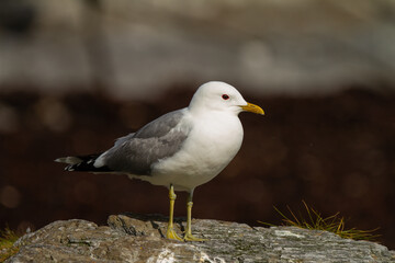 larus canus, seagull perched on the rock with a dark background