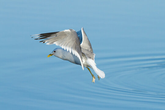 Larus canus, seagull flying with legs and yellow bill with sky background