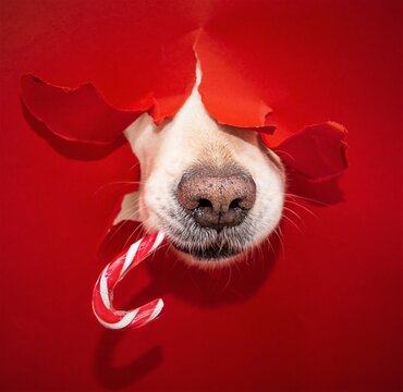 Schleckerm&auml;ulchen