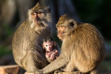 Gray macaques are one of the wild animals found in Baluran National Park, Situbondo, East Java, Indonesia.
