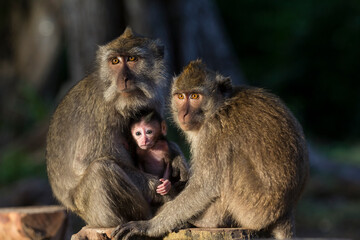 Gray macaques are one of the wild animals found in Baluran National Park, Situbondo, East Java, Indonesia.