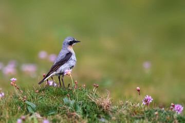 bird in the field of thrift flowers , Northern Wheatear, Oenanthe oenanthe, Old World flycatcher, Wheatears