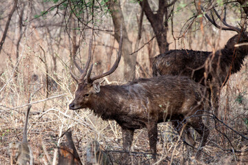 Deer are one of the wild animals found in Baluran National Park, Situbondo, East Java, Indonesia.