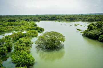 Obraz premium river in the forest nature landscape
