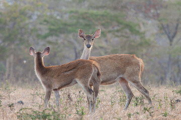 Deer are one of the wild animals found in Baluran National Park, Situbondo, East Java, Indonesia.