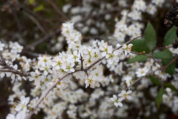 Prunus spinosa