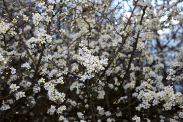 Prunus spinosa