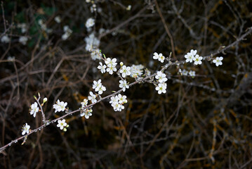 Prunus spinosa