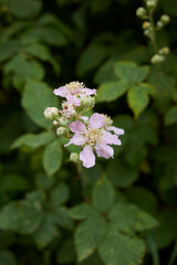 Rubus ulmifolius 