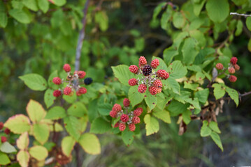 Rubus ulmifolius
