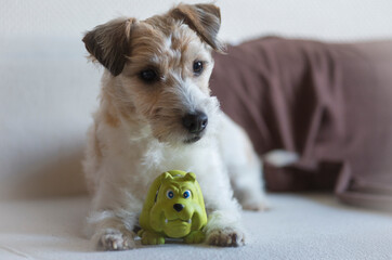 Jackrussel mit Spielzeug