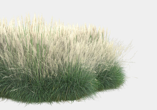 Field of medicinal herbs isolated on grey background. 3d rendering - illustration
