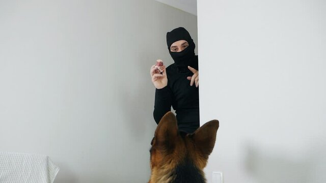 Burglary and entry for the purpose of committing a crime. A masked thief sneaks into the apartment and tries to persuade the German shepherd dog with sausage
