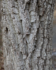 White Tree bark