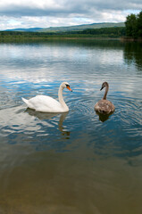 white swans group on the lake swim well under the bright sun