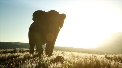 old african elephant walking in savannah against sunset