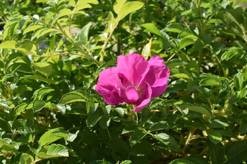 A green bush of a plant with a blossoming pink bud. Close-up.