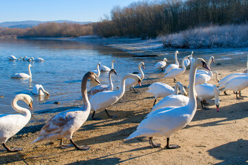 white swans come ashore near the winter forest