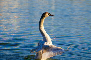 the swan spreads its wings on the shore of the lake under the bright sun