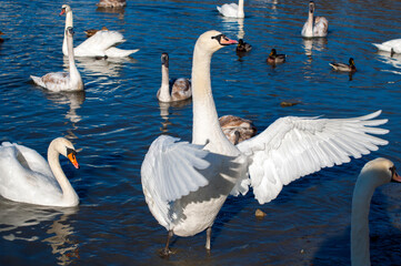 the swan spreads its wings on the shore of the lake under the bright sun