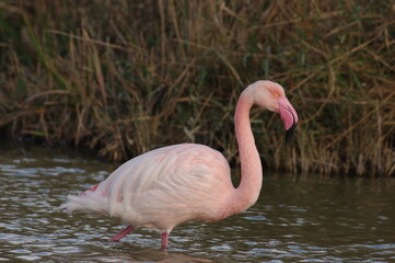 Flamant rose de prfil dans un étang en Camargue