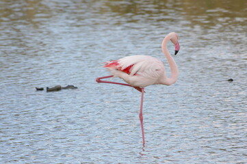 flamant rose de profil sur une patte dans un étang en Camargue