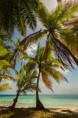 Fototapeta na wymiar Palm trees on a beautiful beach