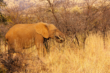 Fototapeta premium Afrikanischer Elefant