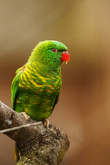 Rainbow Lorikeet (Trichoglossus moluccanus) portrait close up