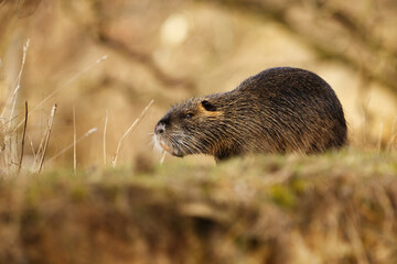 nutria (Myocastor coypus) cleanses the body above water