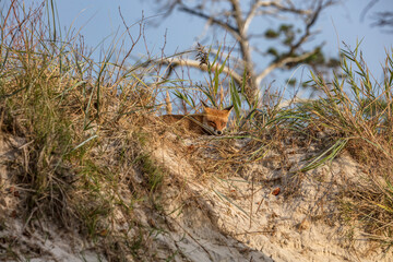 fuchs am meer
