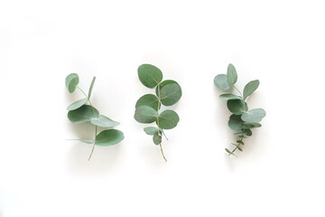 green eucalyptus leaves, branches top view isolated on white background. flat lay, top view. poster © irenastar