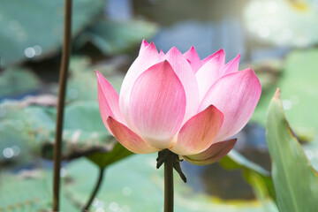 Pink Lotus Flower Blooming Among Lush Leaves In Pond Under Bright Summer Sunshine, It Is A Tree Species That Is Regarded As Your Well-Being Symbol.