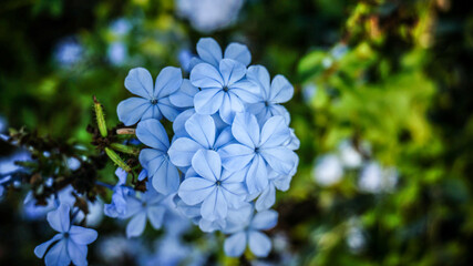 blue flowers in the garden
