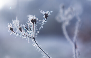 Frozen flower close up in bright sunlight Nature Winter season details