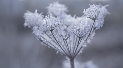 Frozen flower close up in bright sunlight Nature Winter season details