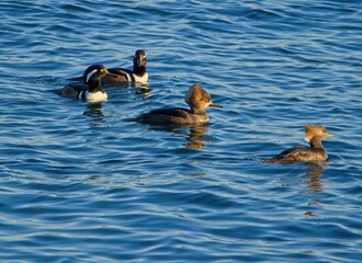 Hooded mergansers ( Lophodytes cucullatus) swim in blue ocean waters off the coast of Vancouver Island,  British Columbia