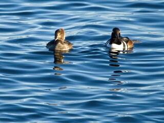 Hooded mergansers ( Lophodytes cucullatus) swim in blue ocean waters off the coast of Vancouver Island,  British Columbia
