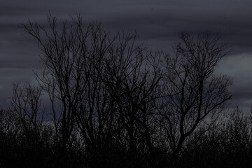 Fototapeta premium Night tree landscape before a thunderstorm