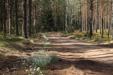 Forest road in spring
