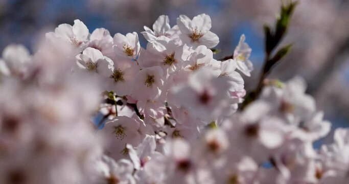 桜の花をティルト(チルト)アップ撮影