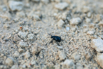 Macro di uno stercorario 