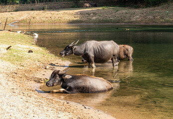 Buffles se baignant dans une rivière à Kong Lor, Laos