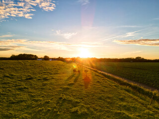 Naklejka na ściany i meble sunset over the field with cows