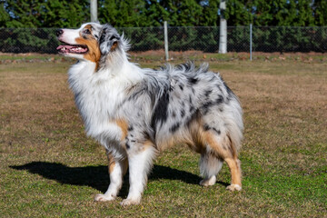 young blue merle australian shepherd